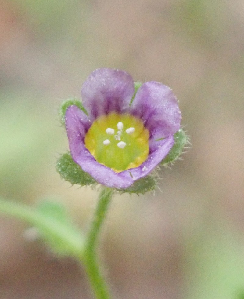 Dainty Desert Hideseed
