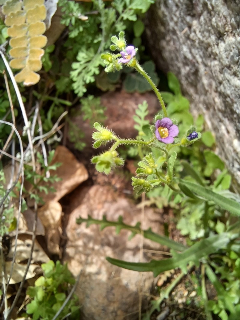 Dainty Desert Hideseed photo 2