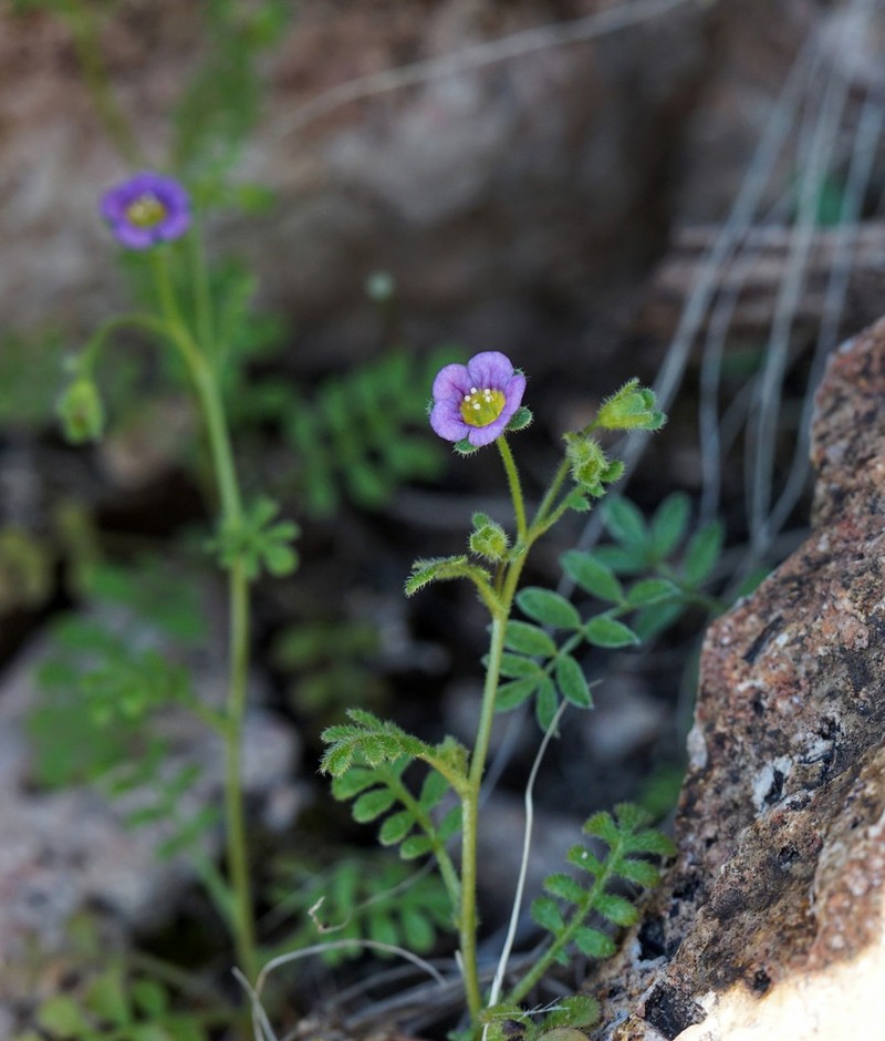 Dainty Desert Hideseed photo 3