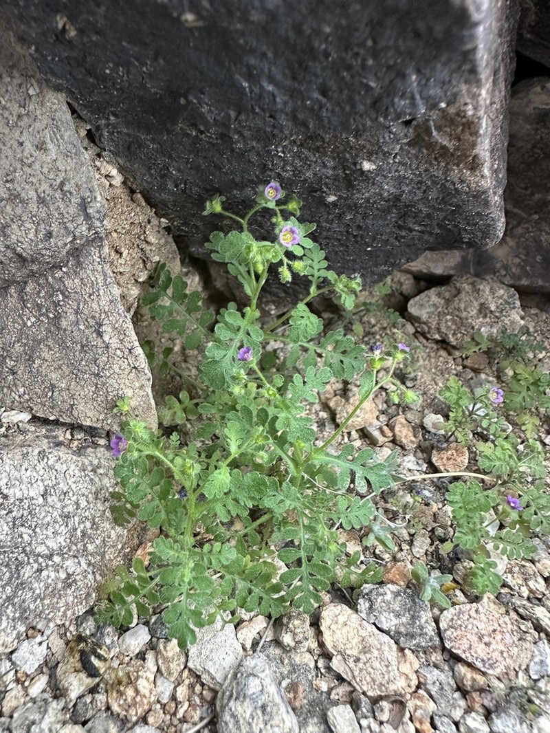 Dainty Desert Hideseed photo 4