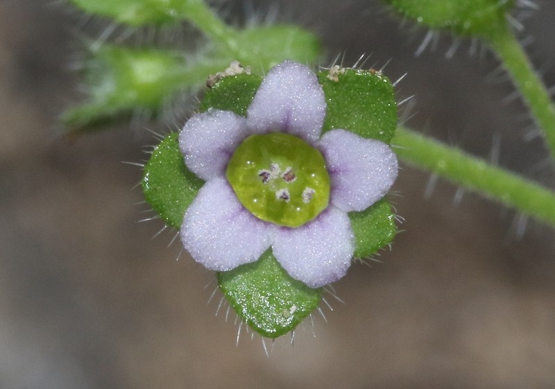 Dainty Desert Hideseed photo 5