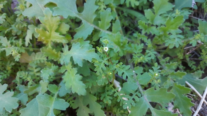 Dainty Desert Hideseed photo 6