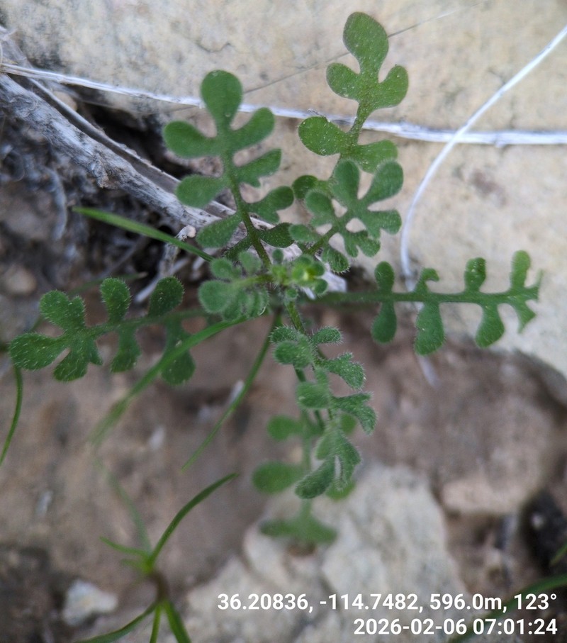 Dainty Desert Hideseed photo 7
