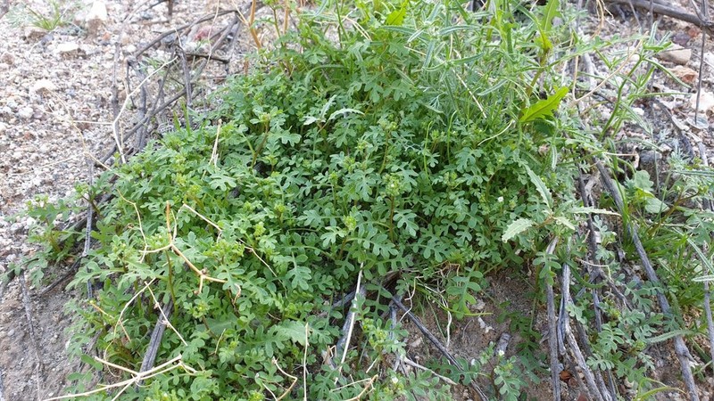 Dainty Desert Hideseed photo 8