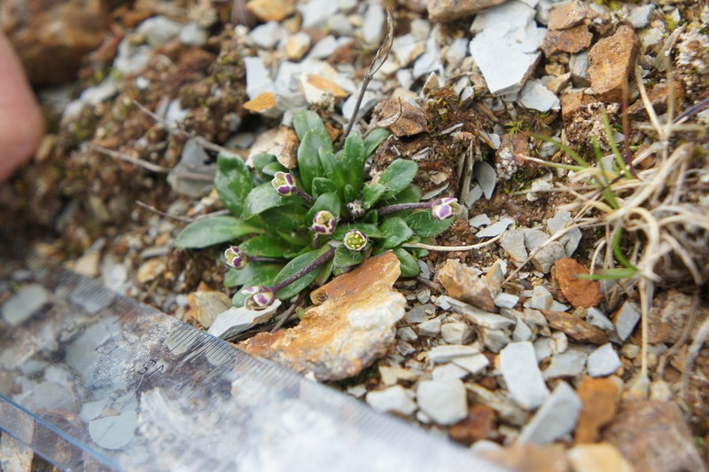Eudema calycinum