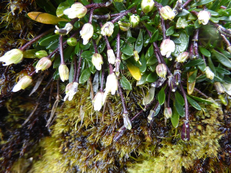 Eudema calycinum photo 2