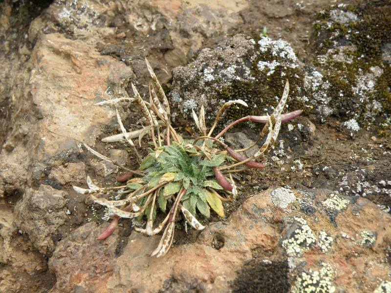 Eudema calycinum photo 3