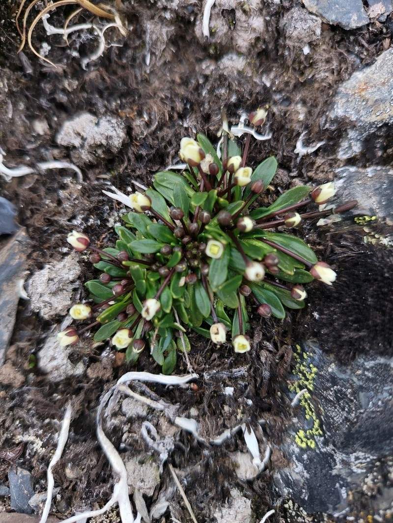 Eudema calycinum photo 4