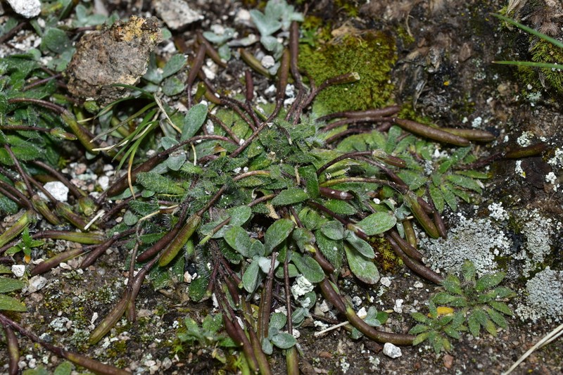 Eudema calycinum photo 8