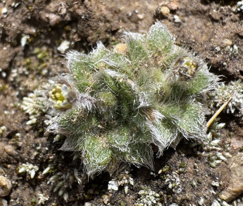 Eudema monimocalyx