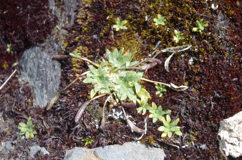 Eudema monimocalyx photo 2