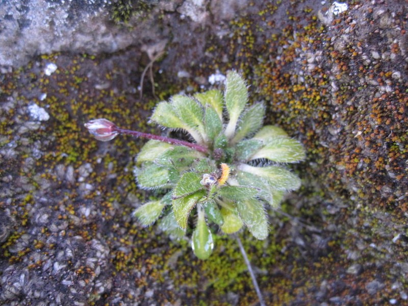 Eudema monimocalyx photo 5