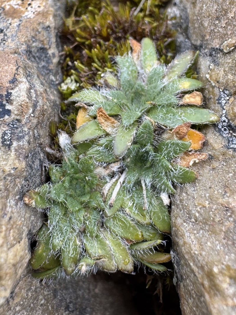 Eudema monimocalyx photo 7