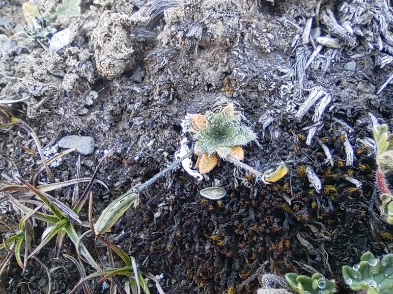 Eudema monimocalyx photo 8