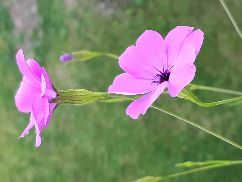 Rose Silene photo 7