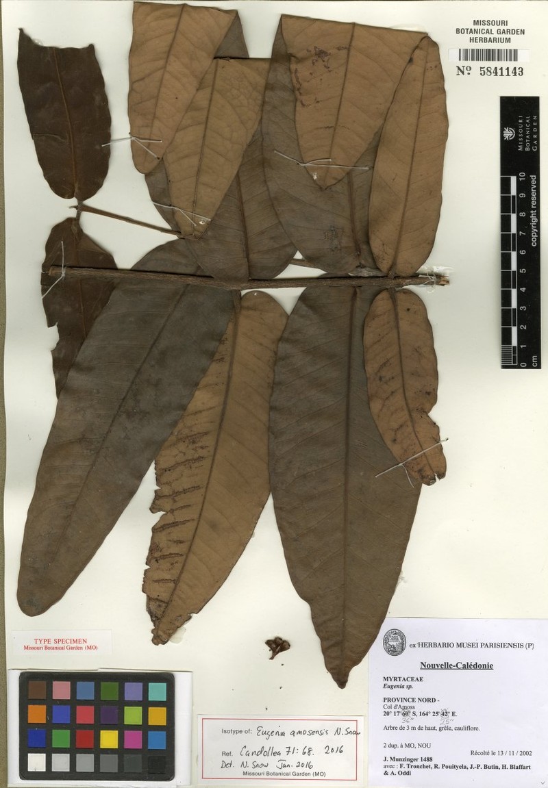 Eugenia amosensis