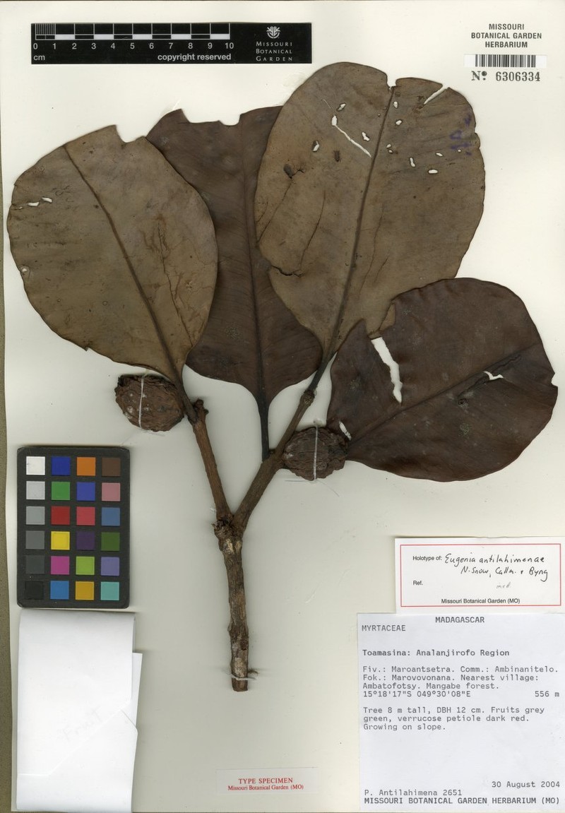 Eugenia antilahimenae