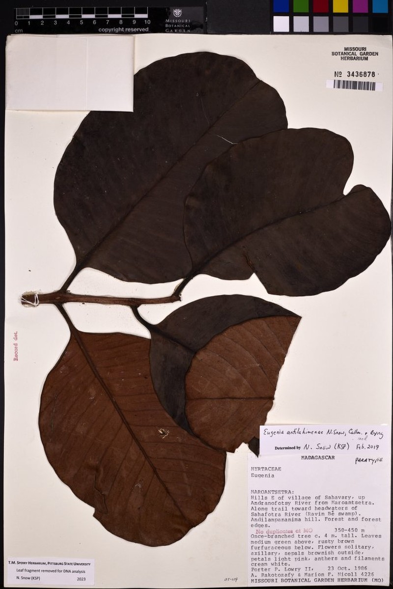 Eugenia antilahimenae photo 2