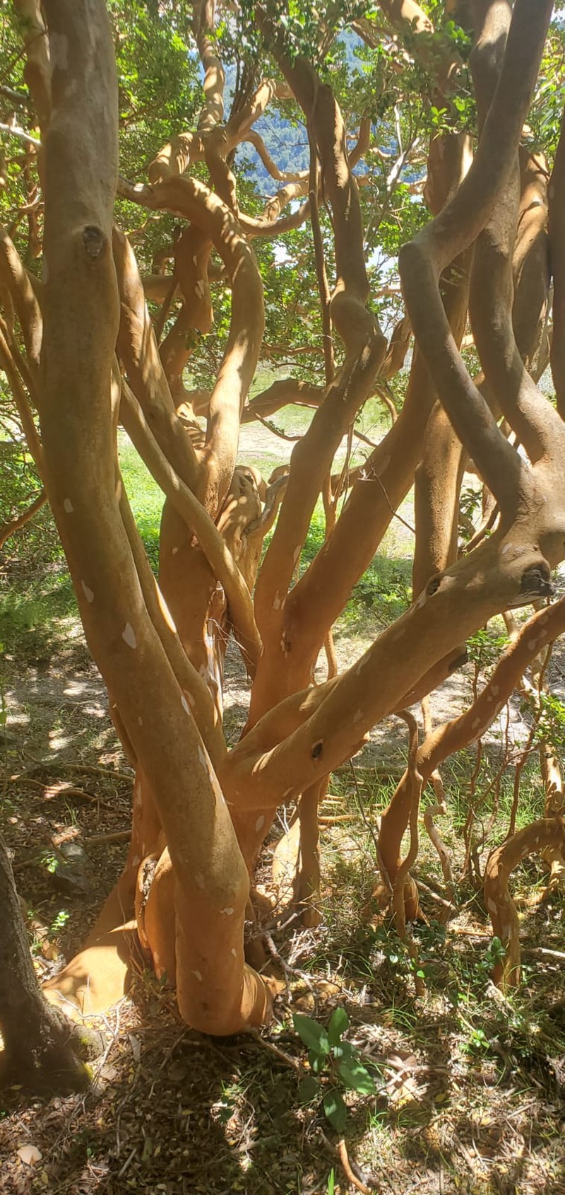 Shortleaf Stopper photo 2