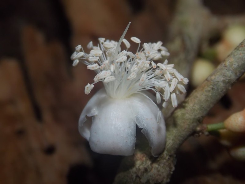 Eugenia arrhaphocalyx
