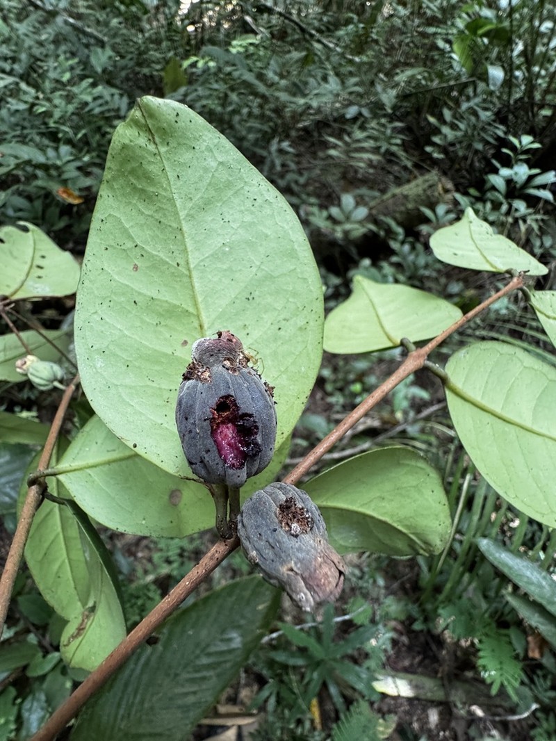 Eugenia atlantica