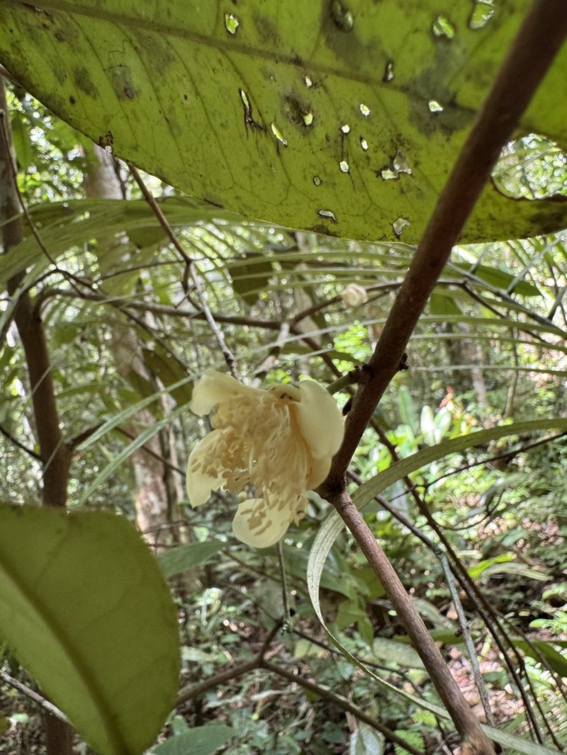 Eugenia atlantica photo 2
