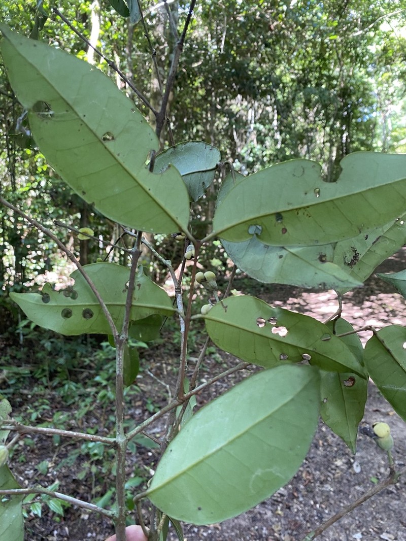 Eugenia atlantica photo 3