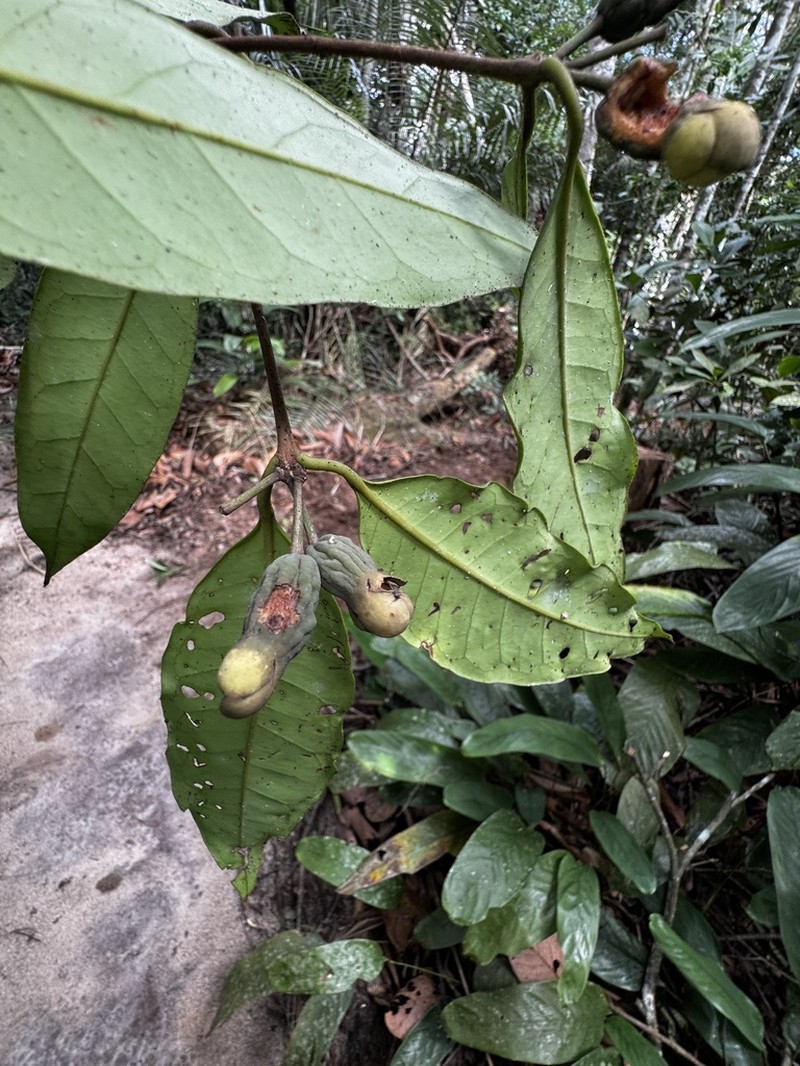 Eugenia atlantica photo 4