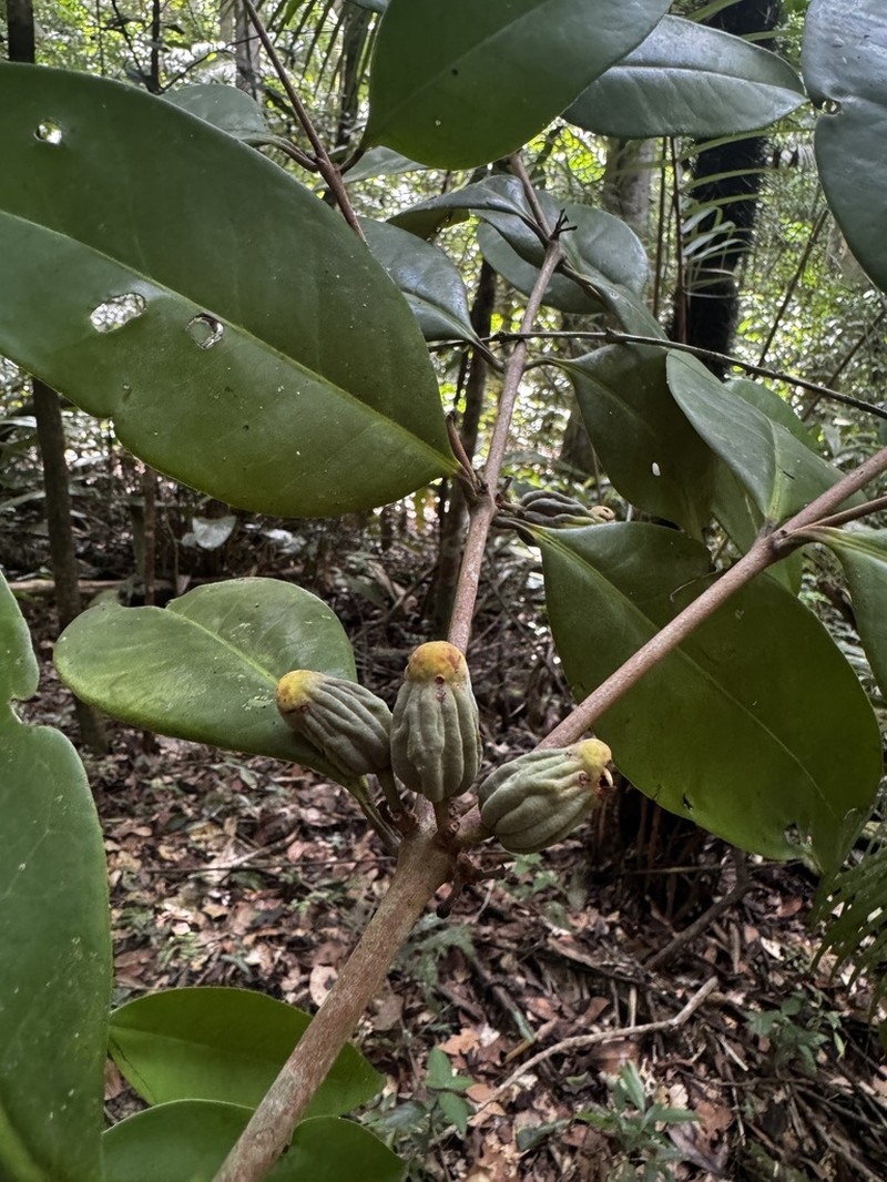 Eugenia atlantica photo 5