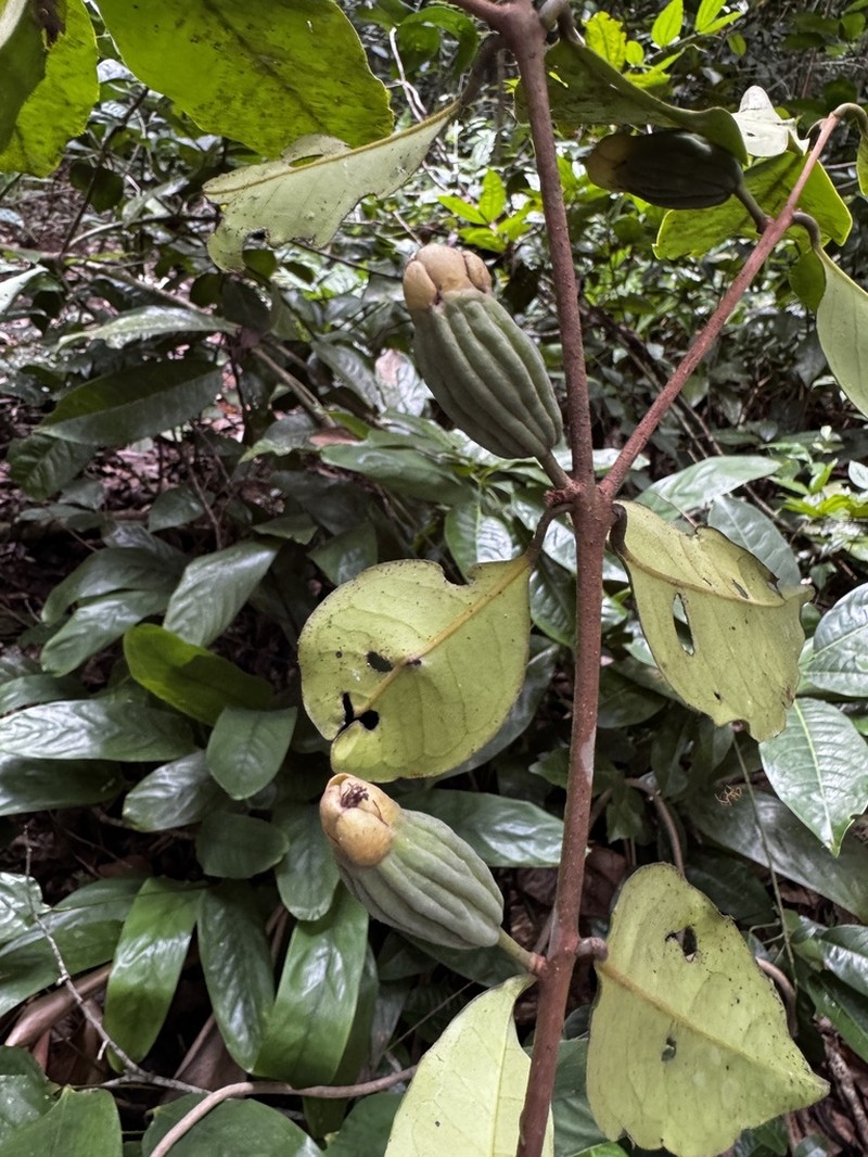 Eugenia atlantica photo 6