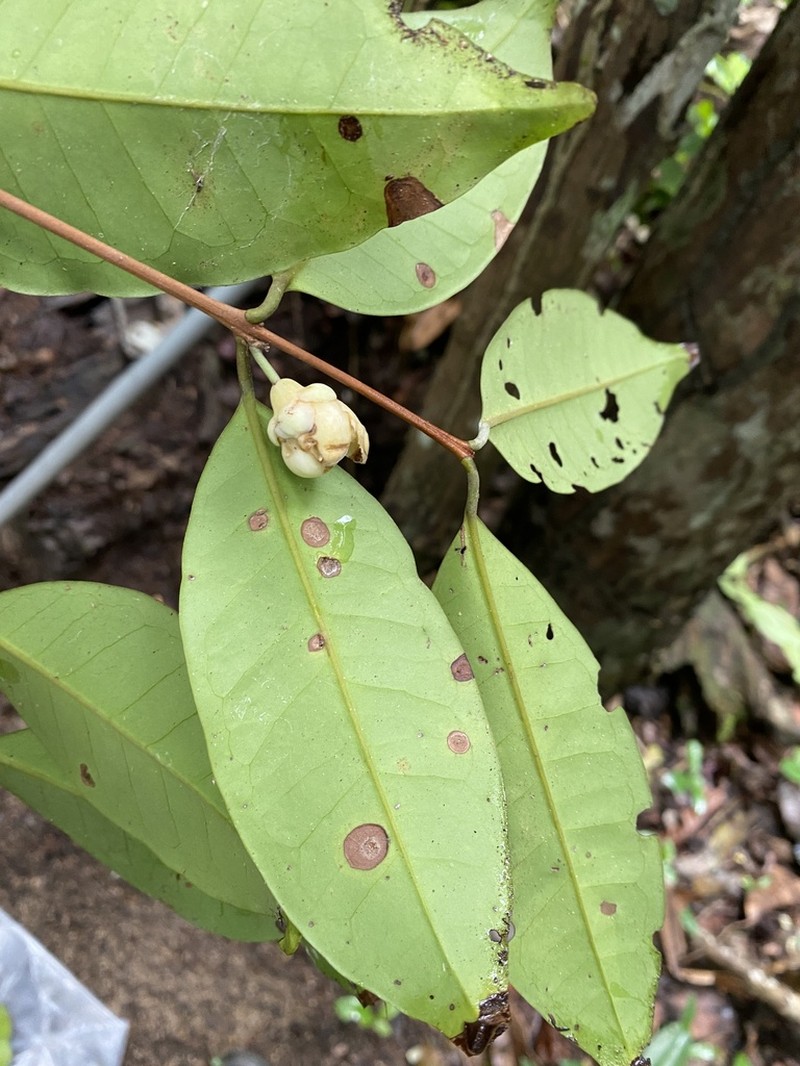 Eugenia atlantica photo 7