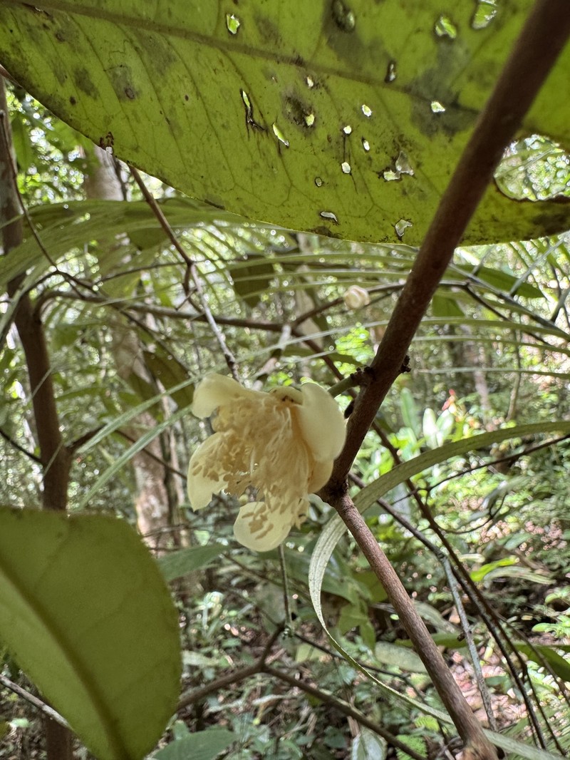 Eugenia atlantica photo 8