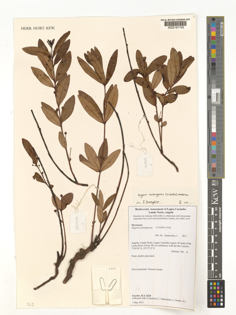 Eugenia ayitiensis
