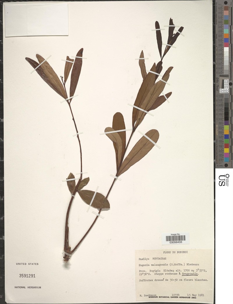 Eugenia ayitiensis photo 2