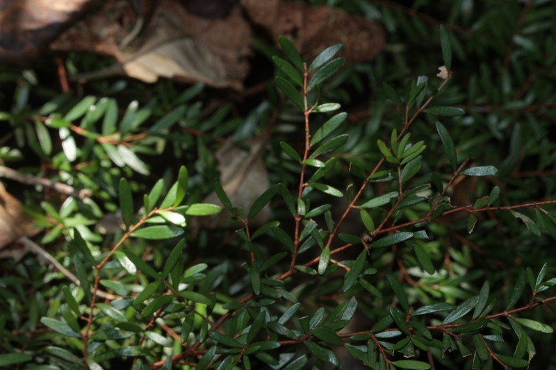 Eugenia belepiana