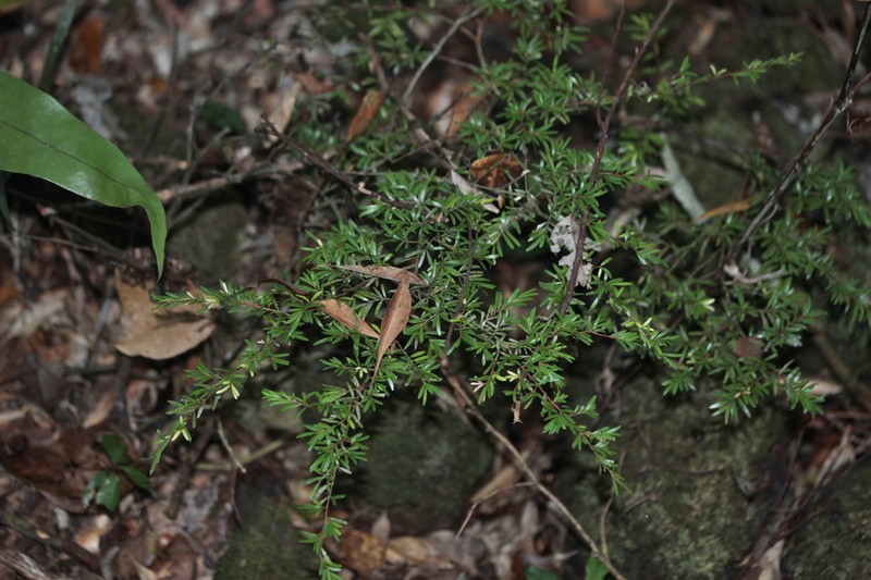 Eugenia belepiana photo 2