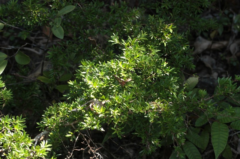 Eugenia belepiana photo 3