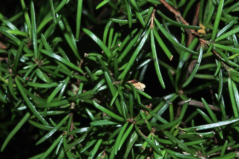 Eugenia belepiana photo 5