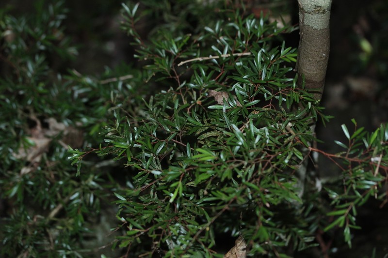 Eugenia belepiana photo 6