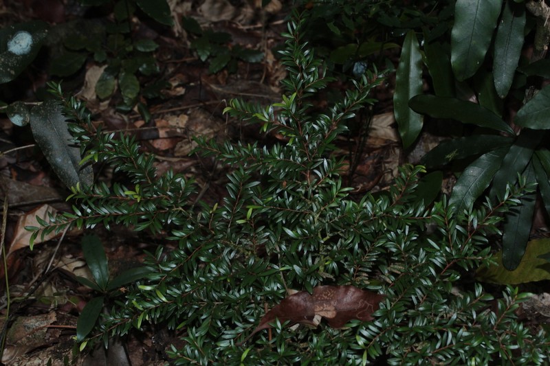 Eugenia belepiana photo 7