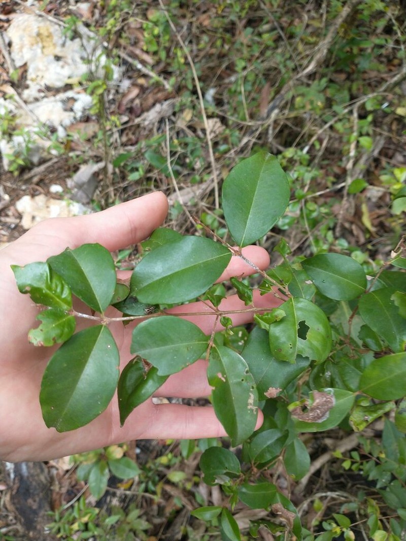 Blackrodwood photo 6