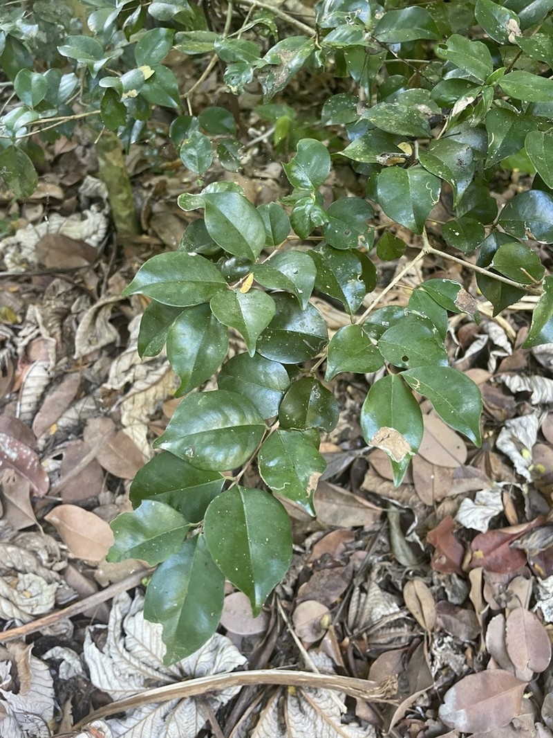 Blackrodwood photo 7
