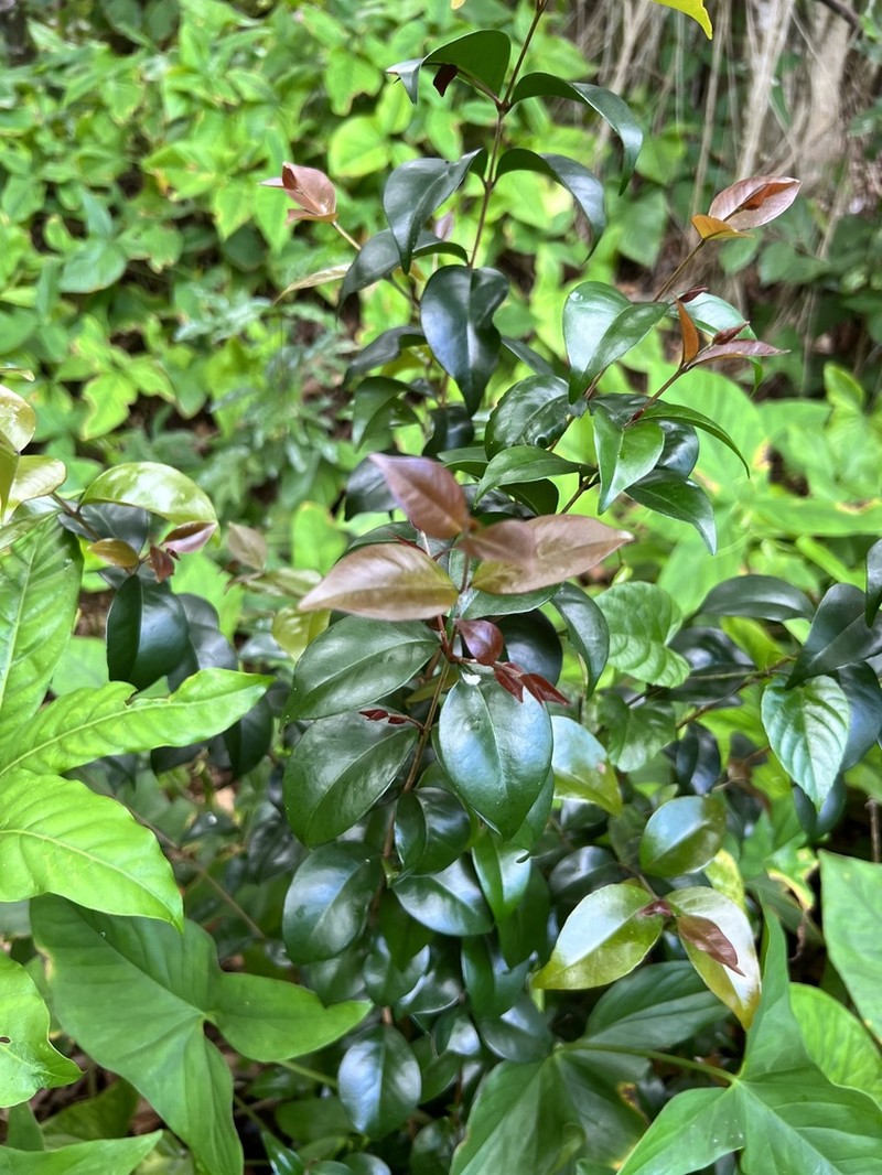 Blackrodwood photo 8