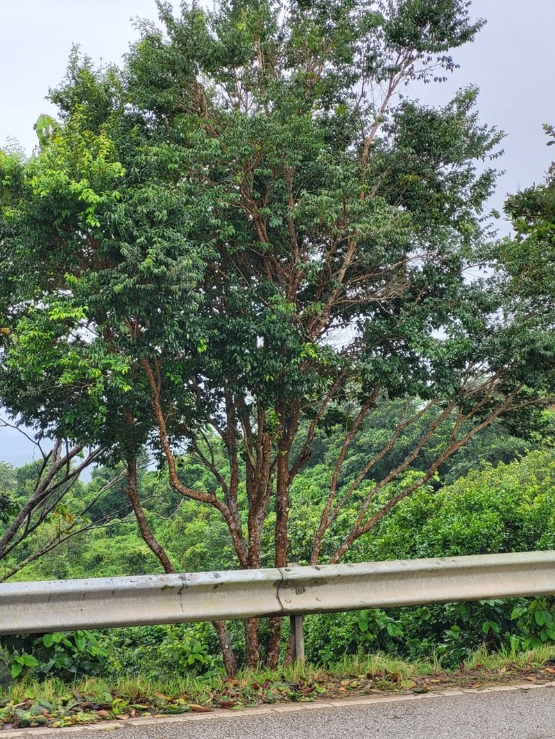 Sierra De Cayey Stopper photo 2