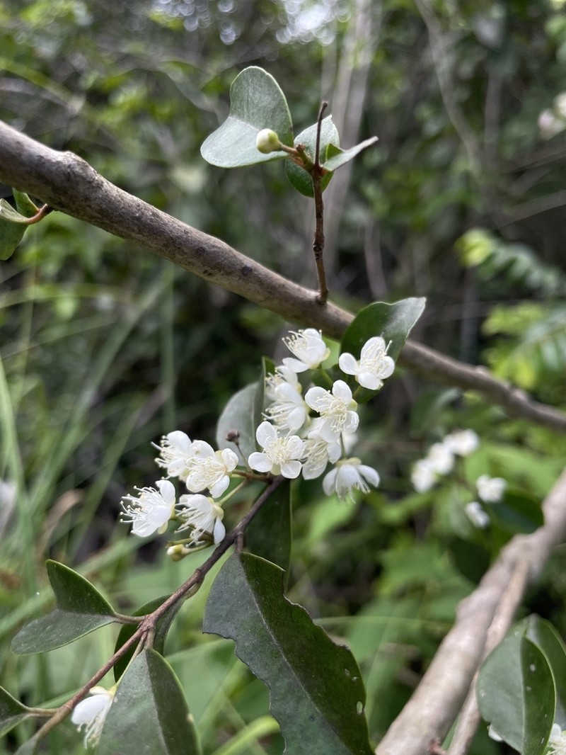 Sierra De Cayey Stopper photo 5