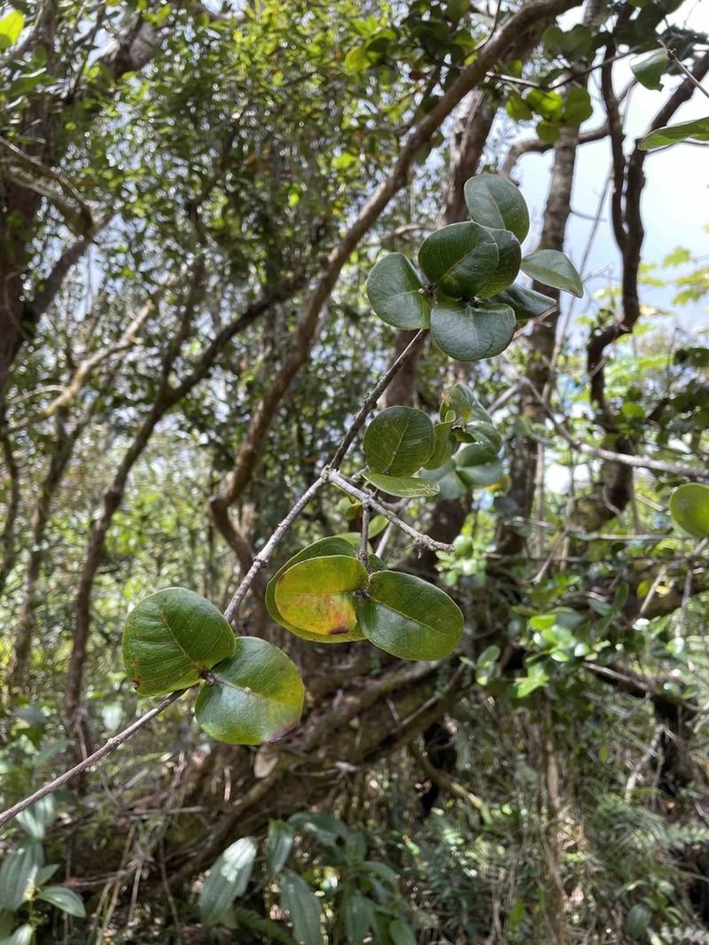 Guayabota De Sierra