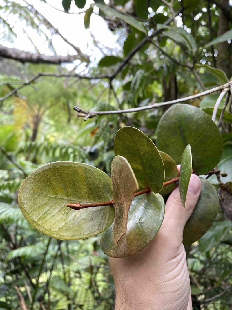Guayabota De Sierra photo 2