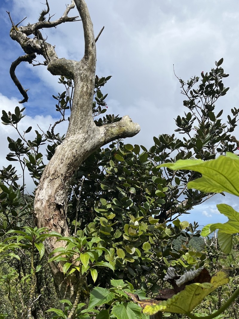 Guayabota De Sierra photo 3