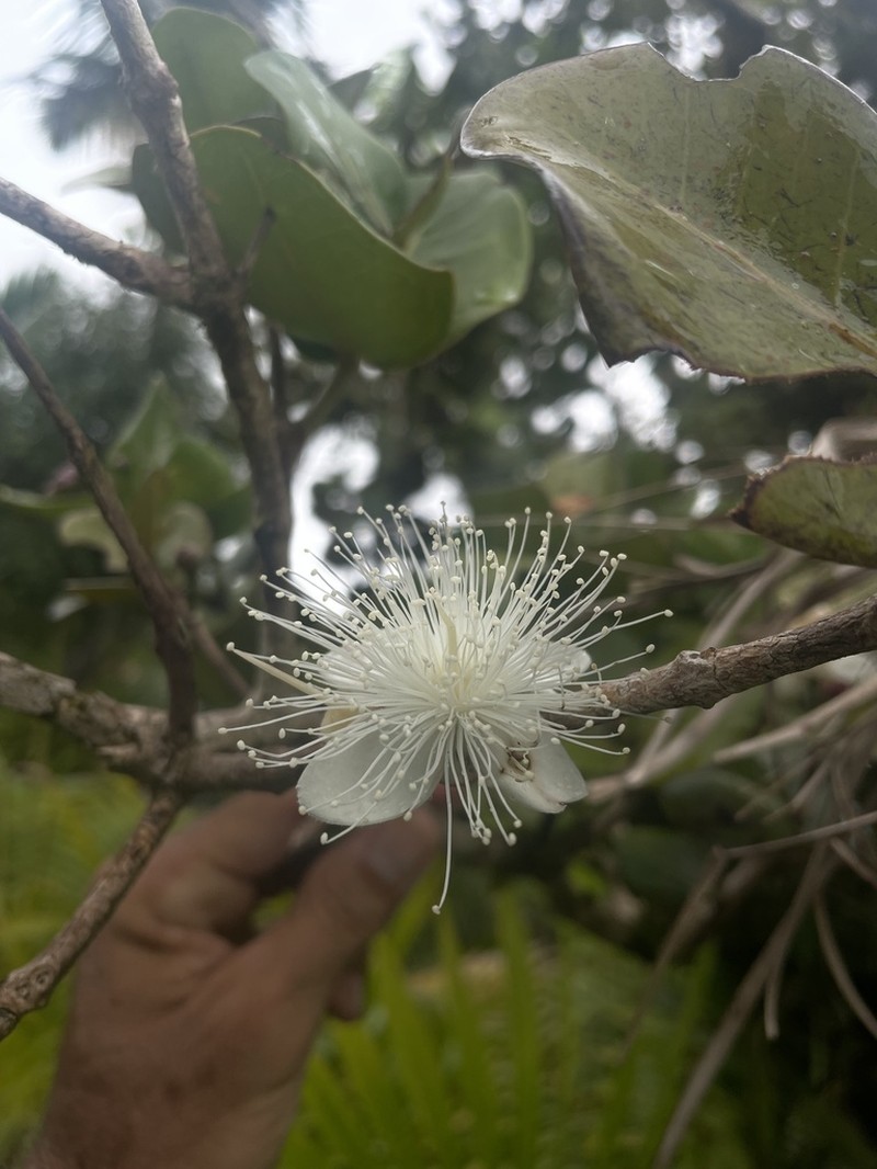 Guayabota De Sierra photo 4
