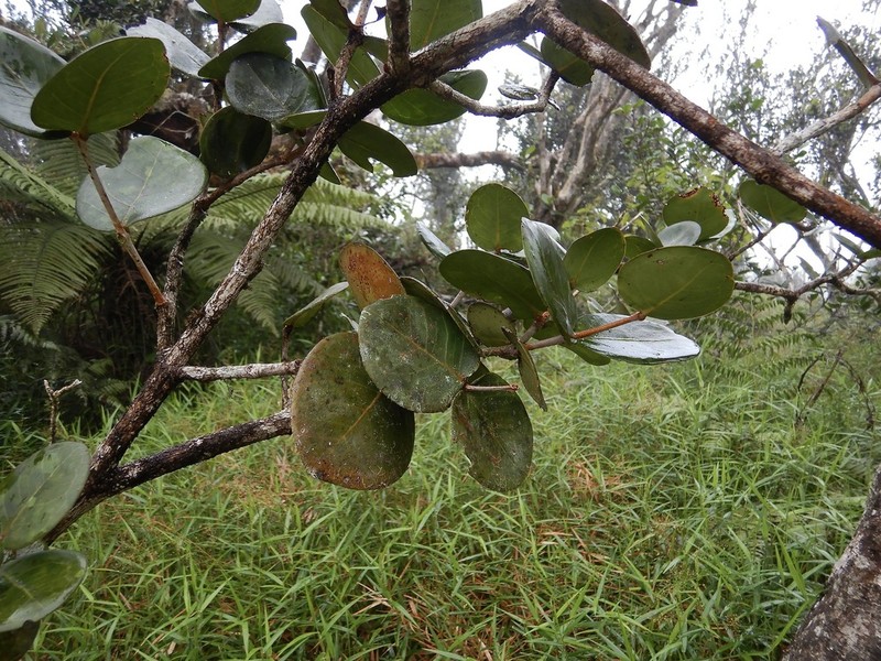 Guayabota De Sierra photo 6